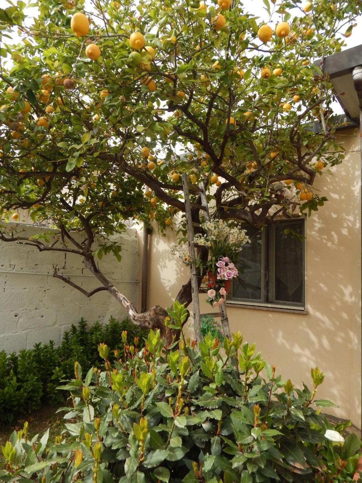 Nel Giardino Di Nunziatina Apartamento Syracuse Exterior foto